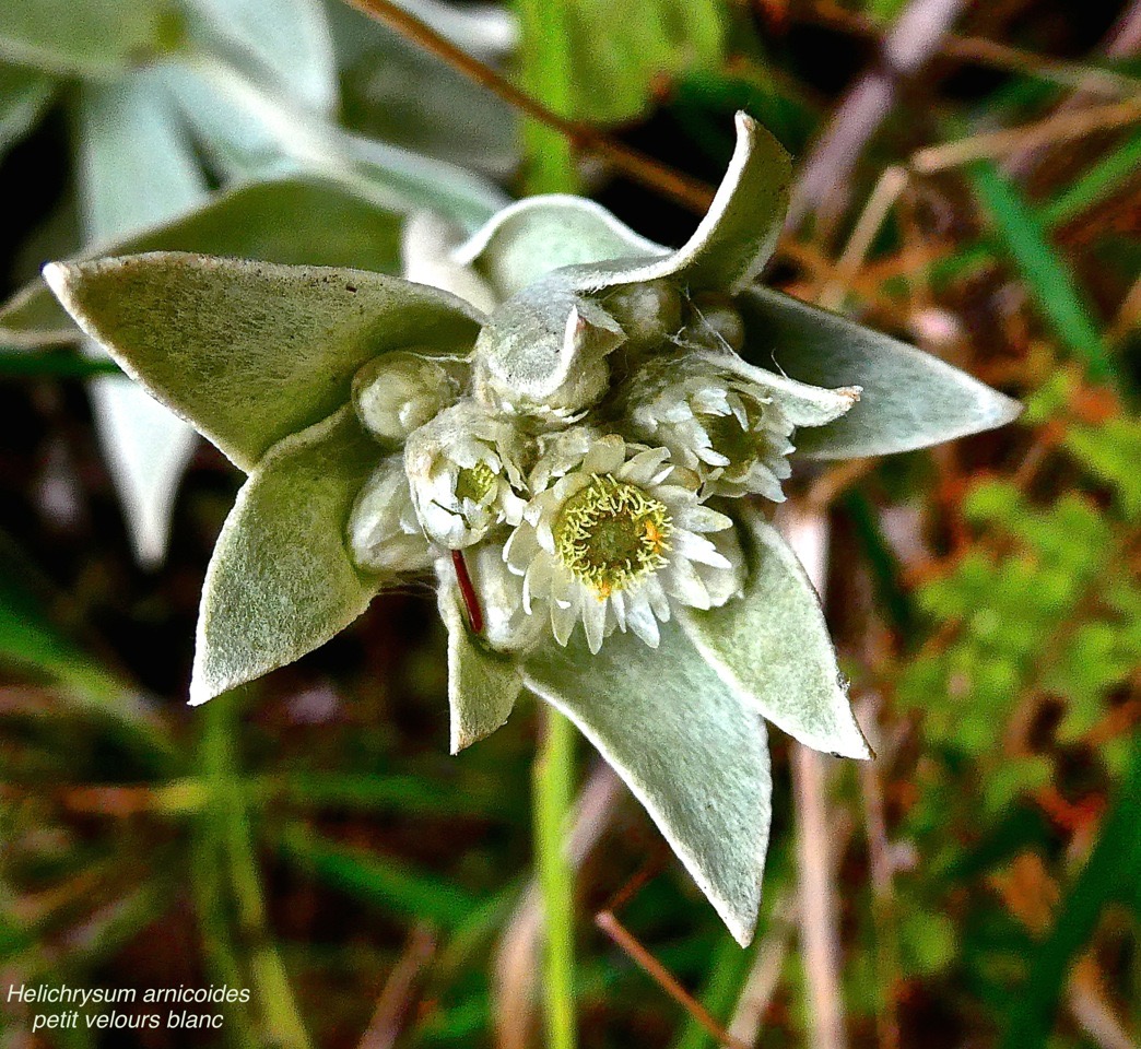 Helicrysum arnicoides .petit velours blanc.asteraceae.endémique Réunion.P1028152