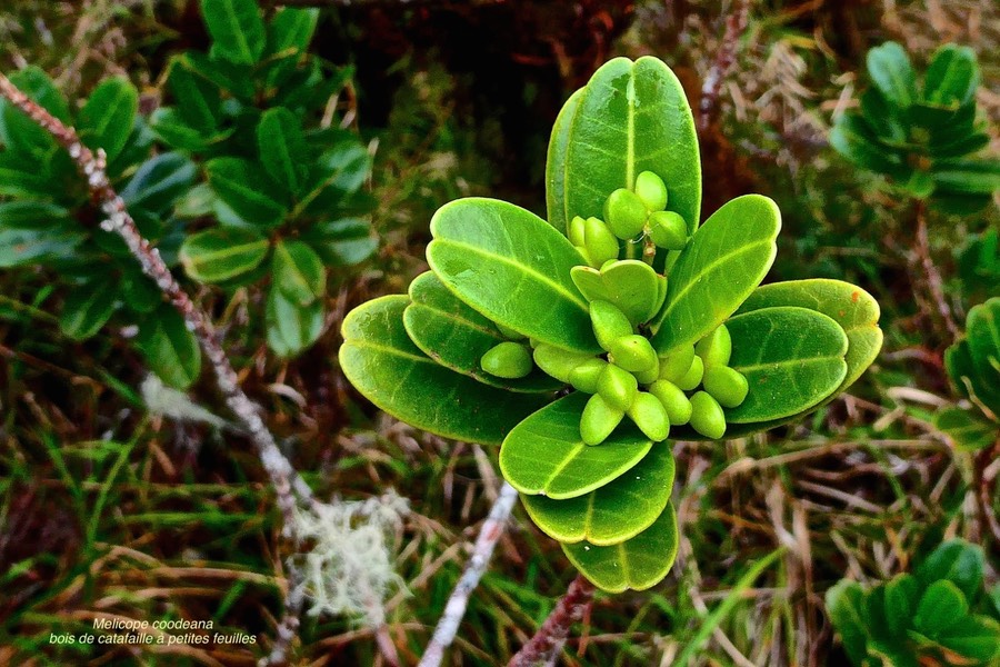 Melicope coodeana . ( euodia simplex ) bois de catafaille à petites feuilles .rutaceae.endémique Réunion.P1028395