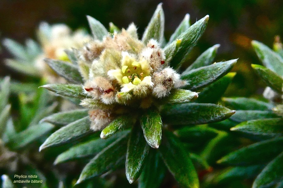 Phylica nitida.ambaville bâtard.( avec fleur épanouie )rhamnaceae.endémique Réunion Maurice.P1028404