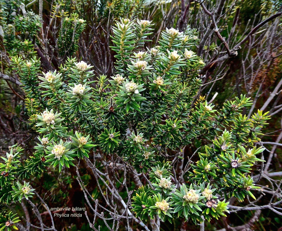 Phylica nitida.ambaville bâtard.rhamnaceae.endémique Réunion Maurice.P1028405