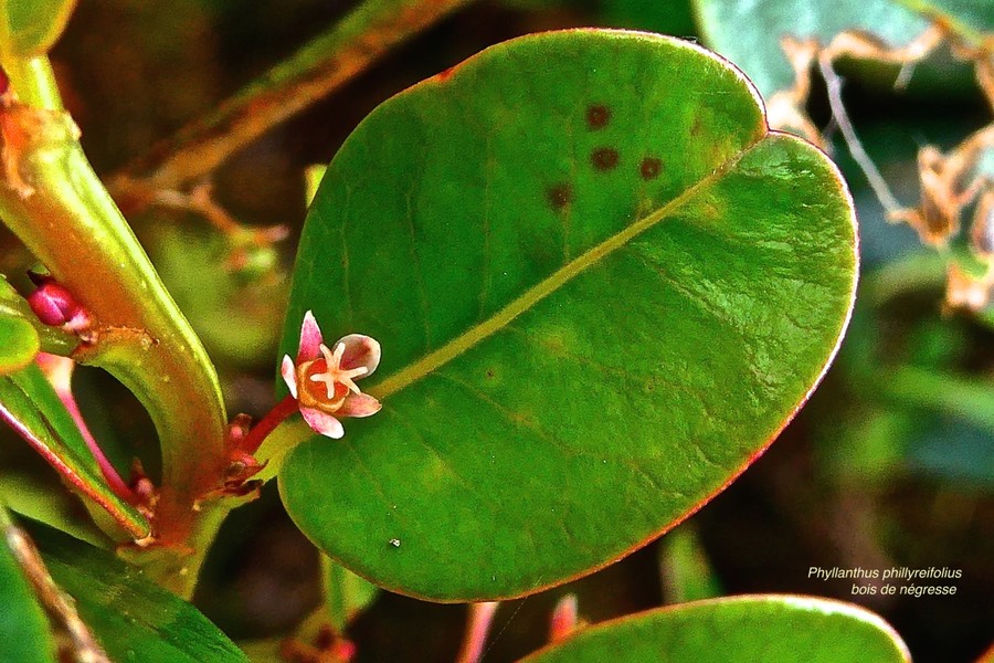 Phyllanthus phillyreifolius. bois de négresse.phyllanthaceae.endémique Réunion Maurice.P1028271