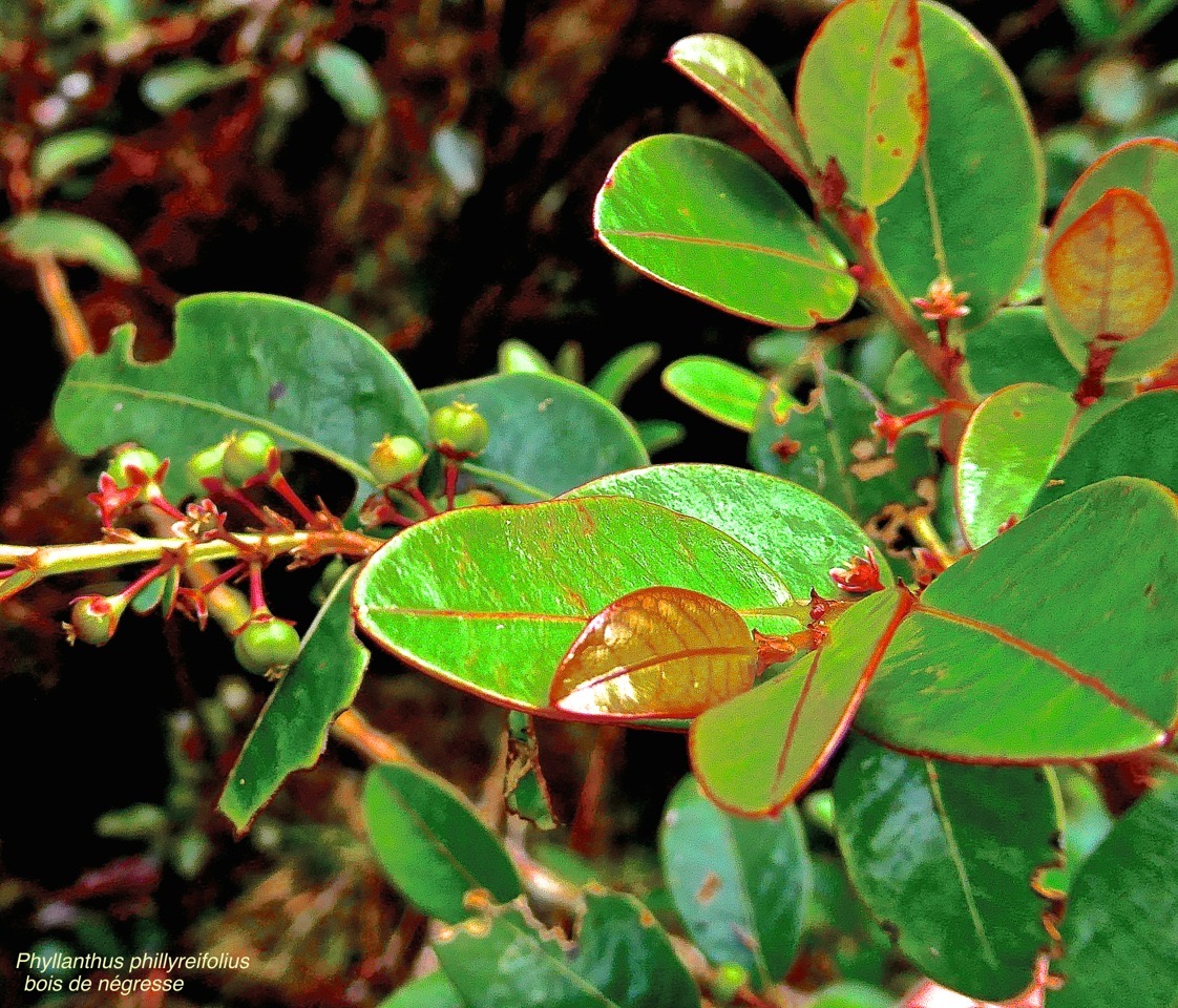 Phyllanthus phillyreifolius.bois de négresse.phyllanthaceae.endémique Réunion Maurice. P1028273