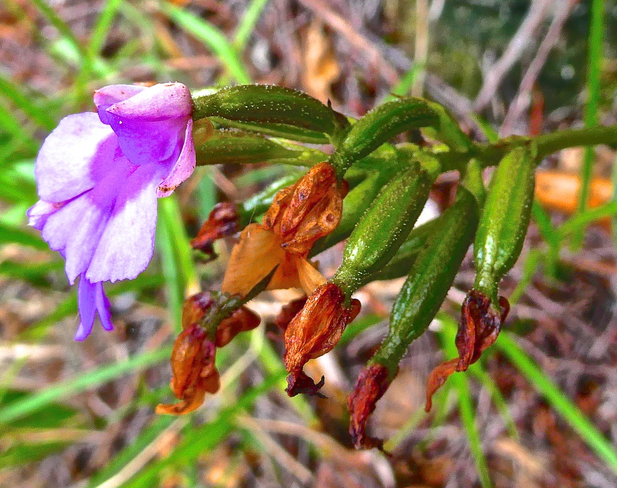 Physoceras castillonii . Cynorkis castillonii .( fruits en formation  ) orchidaceae. endémique Réunion.P1028369