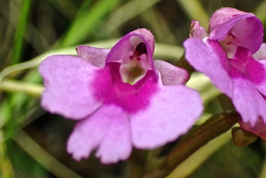 Physoceras castillonii. Cynorkis castillonii .(fleur ) orchidaceae.endémique Réunion .P3290070