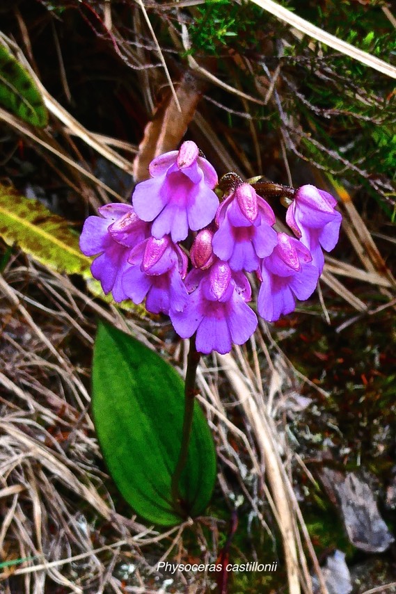 Physoceras castillonii.Cynorkis castillonii. orchidaceae.endémique Réunion.P1028333
