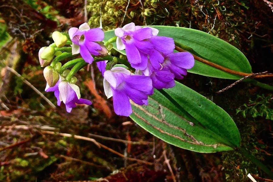 Physoceras sp .Cynorkis sp.orchidaceae.P1028502