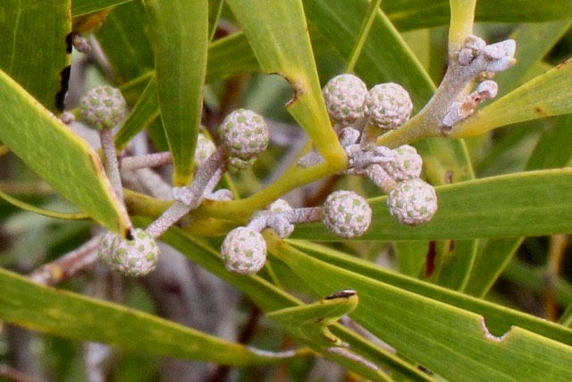  Acacia heterophylla , boutons floraux