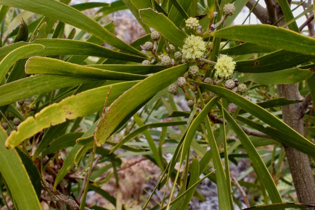Acacia heterophylla