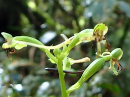 Habenaria undulata (2)