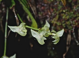 Angraecum cordemoyi. orchidaceae .endémique Réunion .P1050063