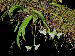 Angraecum cordemoyi.orchidaceae.endémique Réunion.P1050062
