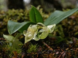 Angraecum cordemoyi.orchidaceae. endémique Réunion .P1004047