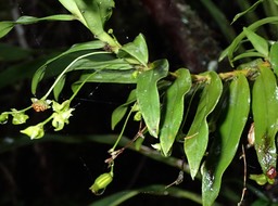 Angraecum obversifolium .orchidaceae.P1050054