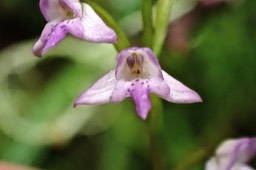 Cynorkis trilinguis .orchidaceae.endémique Réunion.P1050096