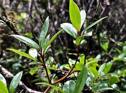 Embelia angustifolia .liane savon.myrsinaceae.endémique Réunion Maurice.IMG_5058