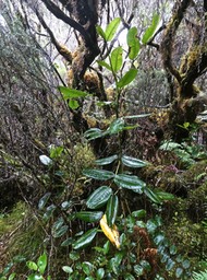 Polyscias sp .bois de papaye.araliaceae.P1004084