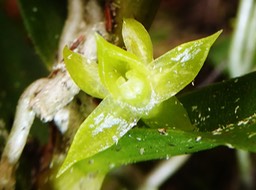 Angraecum costatum (1)