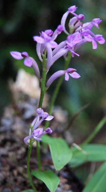 Arnottia maritiana- Orchidacée -BM