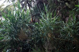 Bambou calumet - Nastus borbonicus- Poacée - B