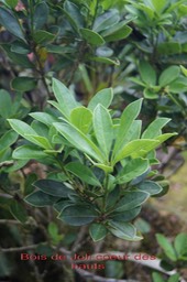 Bois de Joli coeur des hauts- Pittosporum senacia reticulatum- Pittosporacée-B