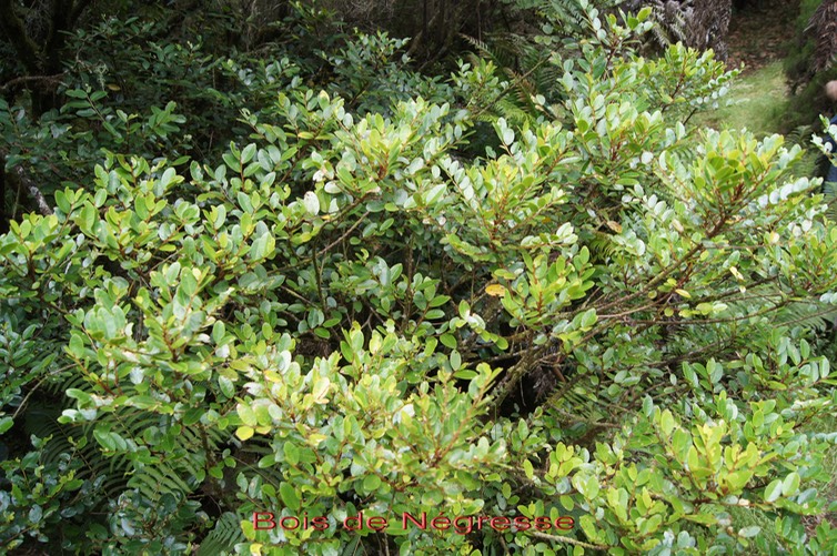 Bois de Négresse- Phyllanthus phyllireifolius - Phyllanthacée-B