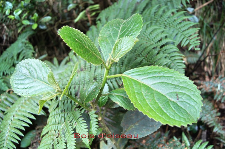 Bois d'oiseau- Claoxylon glandulosum- Euphorbiacée- B
