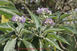 Bringellier - Solanum mauritianum ( auriculatum) - Solanacée - exo