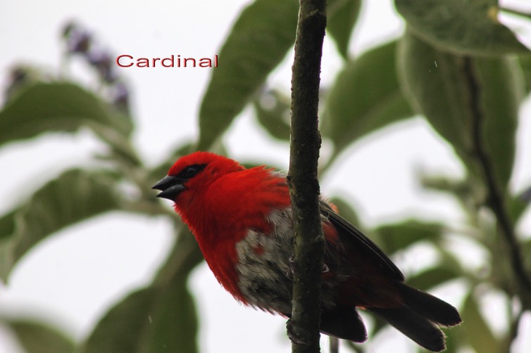 Cardinal-2