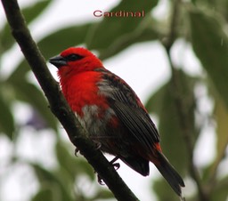 Cardinal-Foudia madagascariensis - Introduit