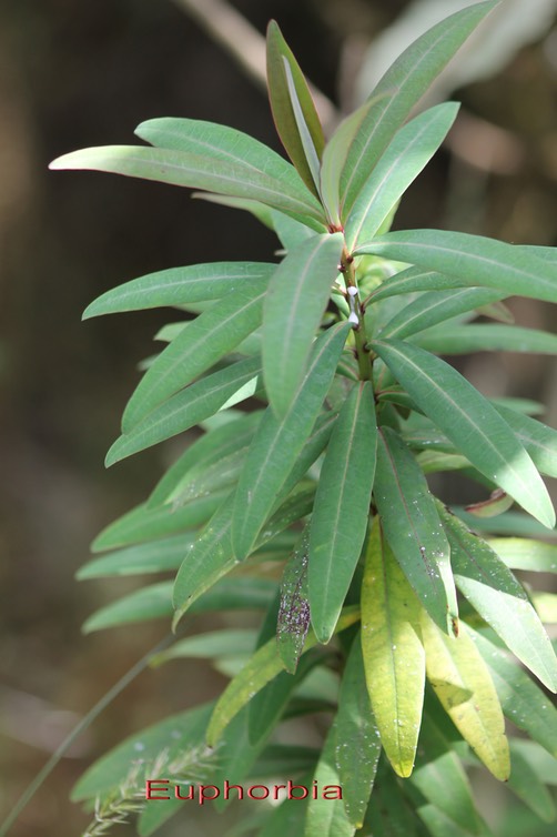 Euphorbia sp - Euphorbiacée - I