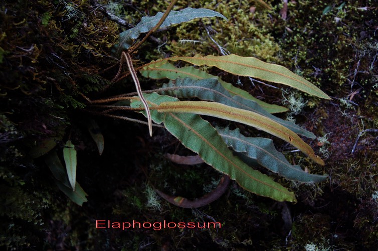 Fougère- Elaphoglossum sp