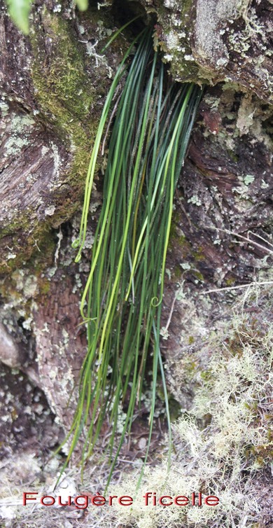 Fougère ficelle- Vittaria isoetifolia-Vittariacée- B