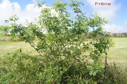 Frêne- Fraxinus floribonda- Oléacée-exo