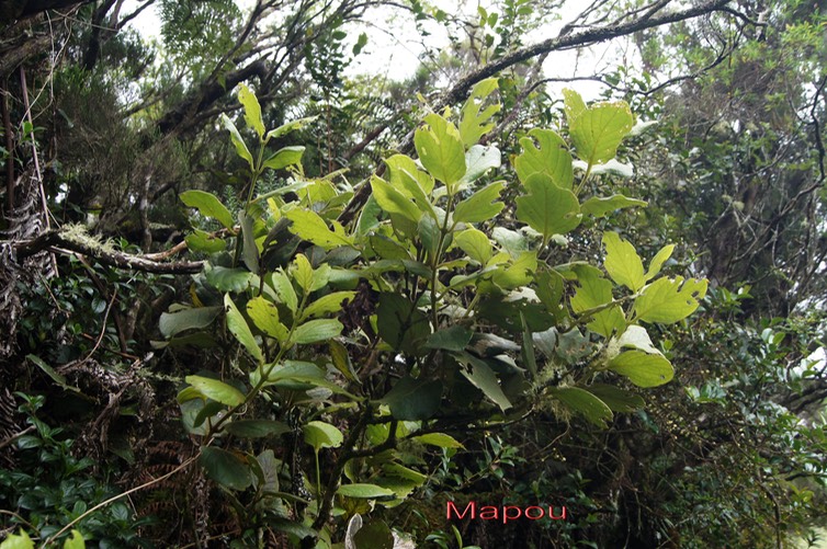 Mapou- Monimia rotondifolia - Monimiacée - B