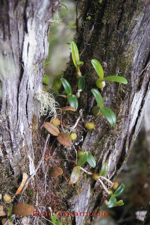 Orchidée petit carambole- Bulbophyllum nutans- Orchidacée - I