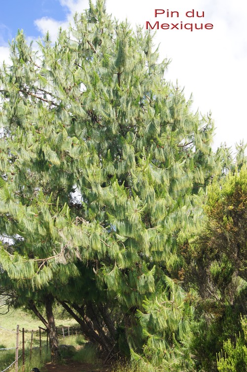 Pin du Mexique- Pinus patula -Pinacée- exo
