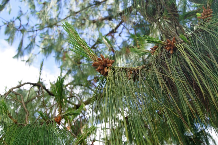 Pinus patula- Inflorescences