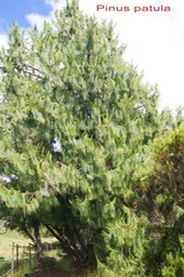 Pinus patula- Pin du Mexique