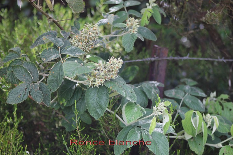 Ronce blanche- Rubus apetalus - Rosacée - I