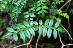 Tan rouge- Weinmannia tinctoria - Cunoniacée - BM