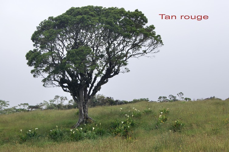 Tan rouge dans le pâturage- Weinmannia tinctoria- Cunoniacée - I