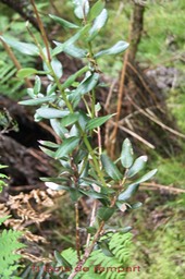 Ti Bois de rempart- Agarista buxifolia- Ericacée- B