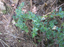 12 Pilea urticifolia (L. f.) Blume - Persil marron - Urticaceae - Endémique La Réunion  fleurs