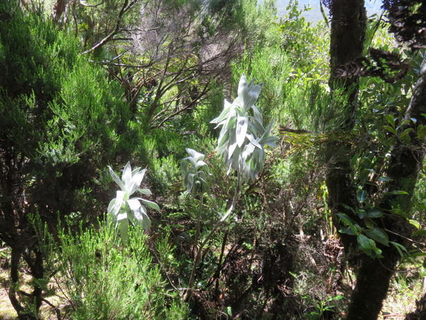 14 Helichrysum heliotropifolium - Velours blanc -ASTERACEE - Endémique