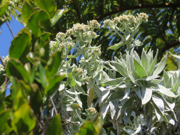15 Helichrysum heliotropifolium - Velours blanc -ASTERACEE - Endémique   fleurs