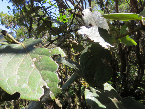 16 Monimia rotundifolia - Mapou - Monimiaceae    fruits