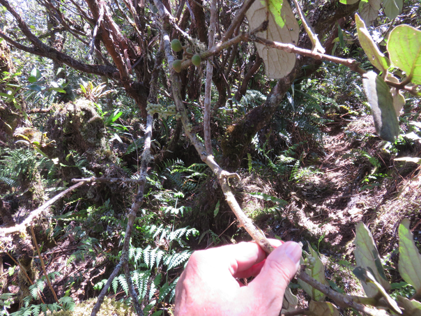17 Monimia rotundifolia - Mapou - Monimiaceae    fruits