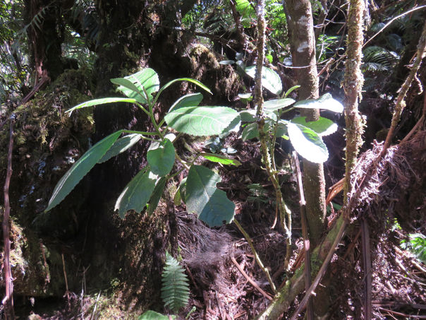 8??? Claoxylon grandifolium (Poir.) Müll.Arg. - Claoxylon à grandes feuilles  - Euphorbiaceae - Mascar. (B, M)