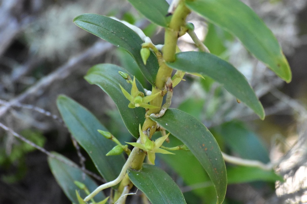 Angraecum costatum ? ORCHIDACEAE - Endémique Réunion