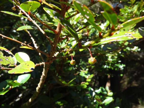 Bois de négresse - Phyllanthus phillyreifolius - PHYLLANTHACEAE - Endémique Réunion, Maurice